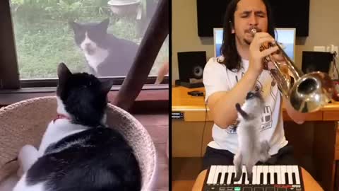 How to make a song with your neighbour's cat (Let Me In)