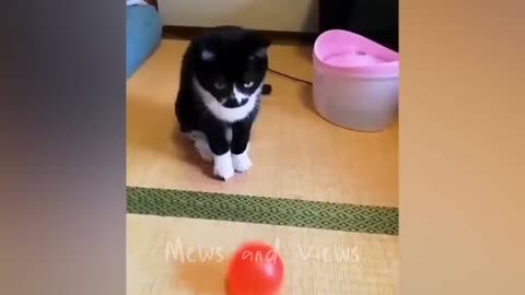 funny cats video