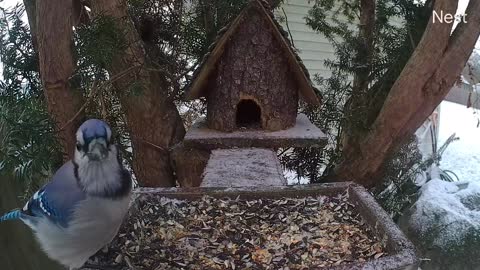 Cardinal and Blue Jay Battle Over Birdseed