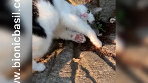 Melvyn the Tabby Goes Crazy Up A Tree After Catnip Binge