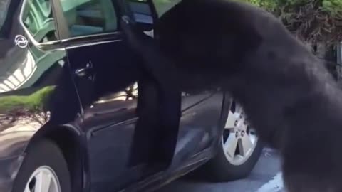 Black bear opens car door hops in and starts 😝honking the horn