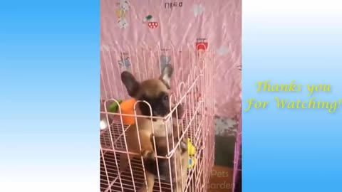 Funny and Cute Cat's Life 👯😺 Dog Want To Escape From Cage