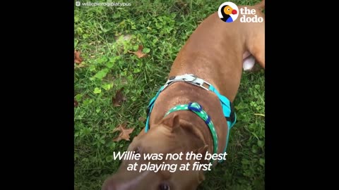 Pit Bull Dog Who Spent Life On A Chain Finally Gets To Be A Dog | The Dodo