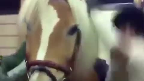 Horse kick the man funny video, don't laughing