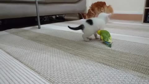 Kitten VS Lovebird Video / Cat & Bird Funny Video