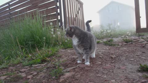 Beautiful cat with lovely Husky dogs