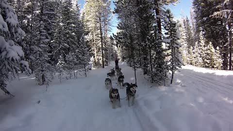 Dog Sledding in Breckenridge