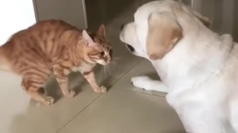 Cute dog and cat funny video