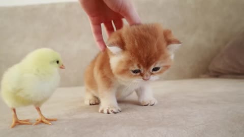 Cute cat and young chicken walking side by side.