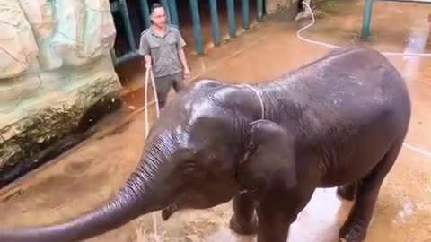 Funny Baby Elephant Taking Bath