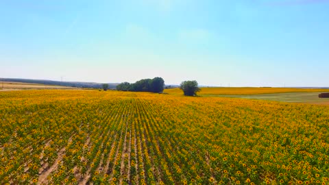 Drone Footage of Sunflower Field Under Blue Sky