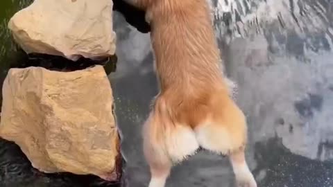 Dog swimming in water