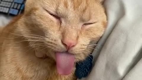 Cute cat video