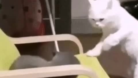 EPIC KITTY FIGHT OF THE YEAR