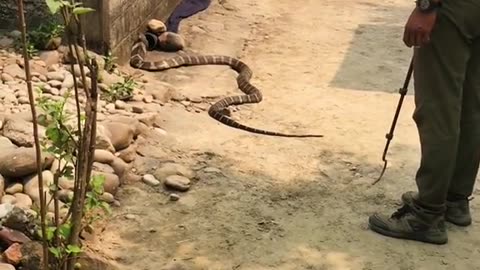 "Thrilling Cobra Rescue Mission: Nawalpur, Nepal" #kingcobra #rescue #nawalpur #Nepal