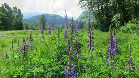 Lupine flower