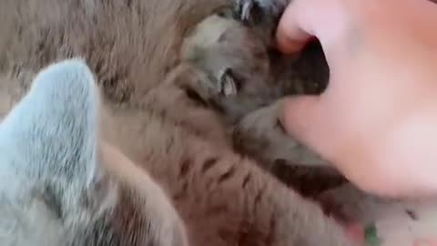 MOM CAT WITH Babies'