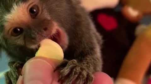 Tiny monkey eating yogurt bites