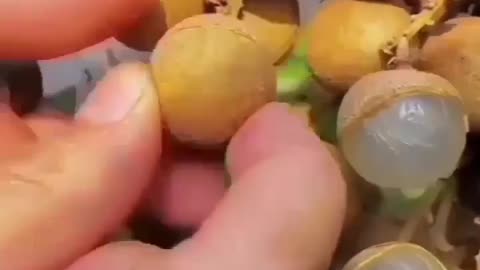 pick the sweet longan fruit directly