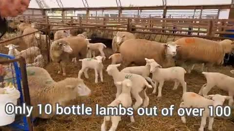 Sheep Farming- The Fall Lambs_Cut