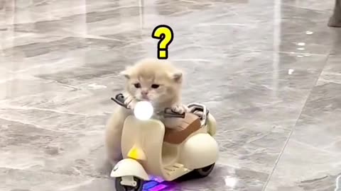 Adorable Kitten Plays with Miniature Bikes