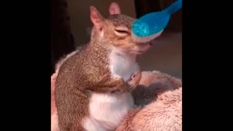 Cute Squirrel wants some Brushing 🐿️ - Relaxing and Funny animal video