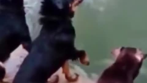 Funny dog bathing video #dog #funny #trending