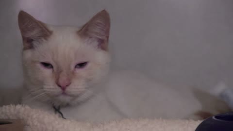 White Cat Sitting In A Cage