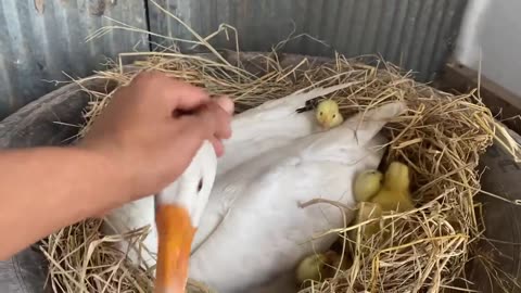 Amazing Pekin Duckling Hatching From Eggs - Nee Baby Duck Born