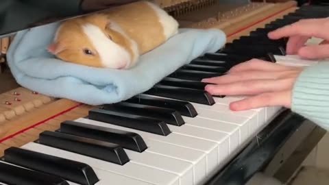 Piggy loves piano