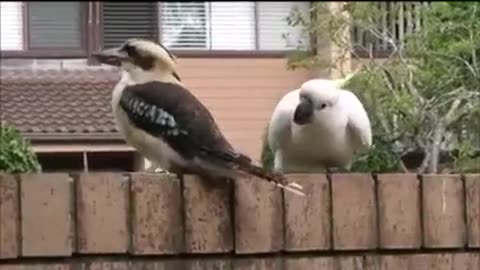 White Bird Singing