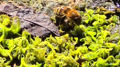 A beautiful bee drinks from moss by the river.