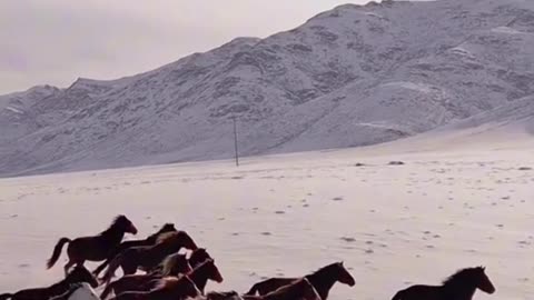 白雪映衬下的马群壮景