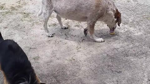 Neighbors Wanted Ice Cream Too!