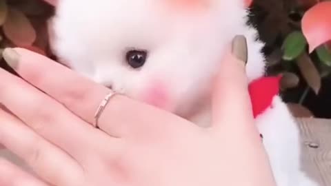 Cute and funny Pomeranian puppy