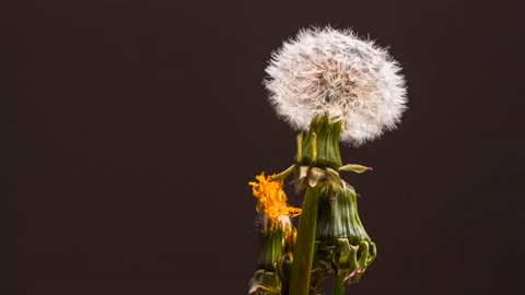 Flowers Growing Time Lapse