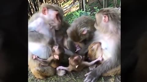 Funny and Cute Monkey Videos Compilation 2023 P12 - Monkey Videos