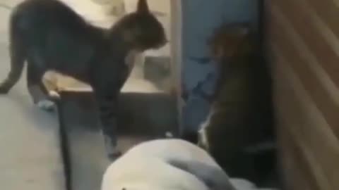 Cats fight