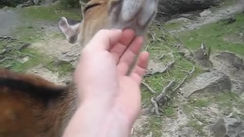 Friendly Deer