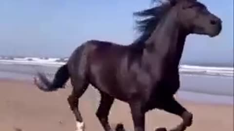 Black Horse