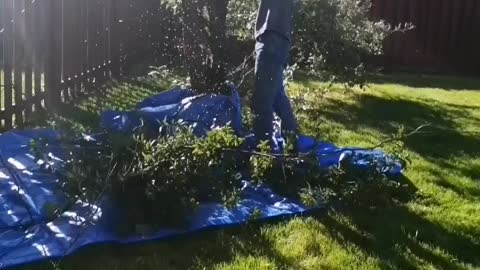 Tree cutting fail