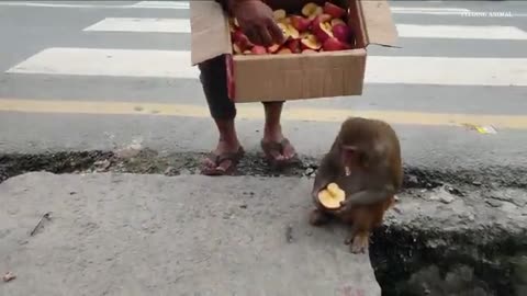 Feeding red delicious red Apple #Monkey