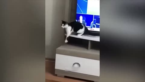 😂funny 😂cat video