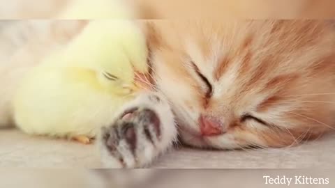 Anak kucing tidur dengan anak ayam kecil