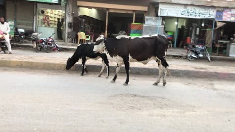 Cow and her child