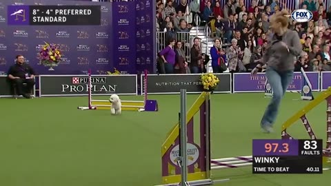 Watch 5 of the best WKC Dog Show moments to celebrate National Puppy Day