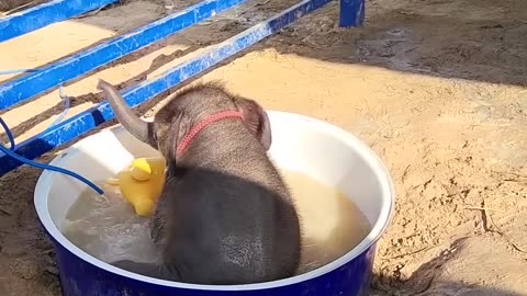 Baby elephant Enjoying bath