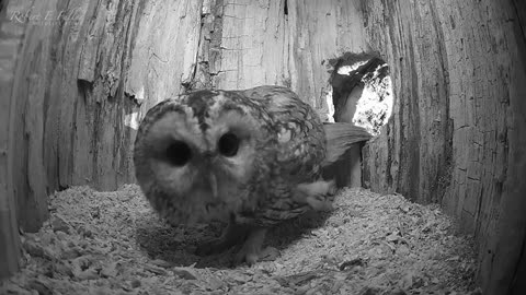 Tawny Owl Luna's Tragic Loss Has a Happy Ending🦉