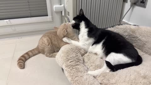 Kitten Loves It When Cat Gives Him Attention