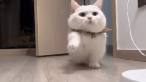 Cute Cats Funny Melody Videos